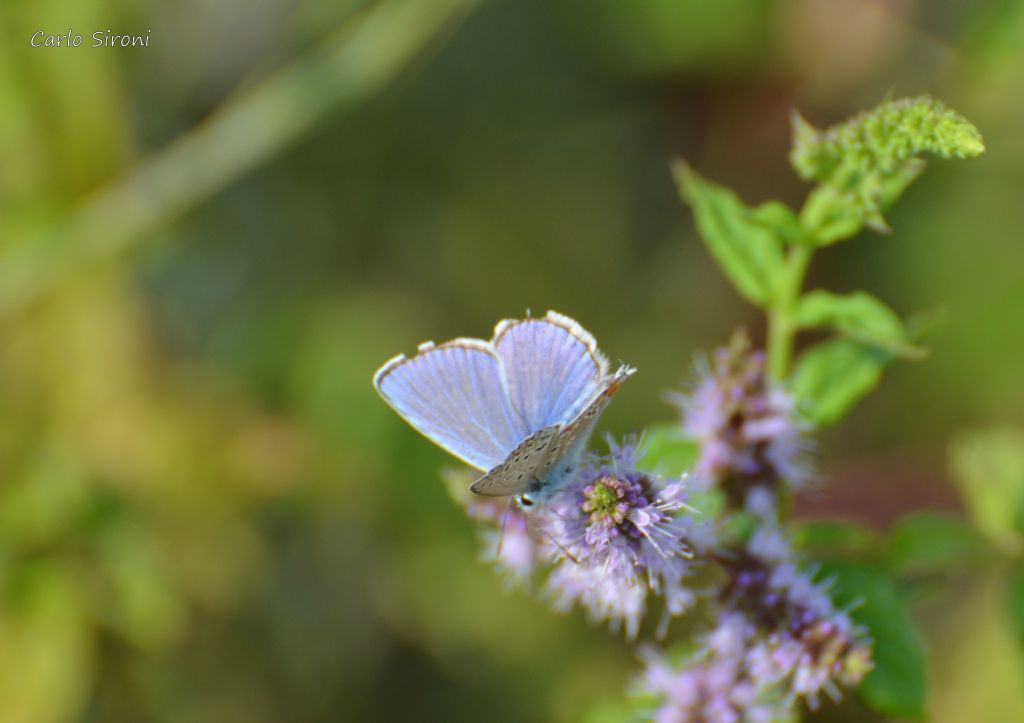 Farfallina - Polyommatus icarus, Lycaenidae